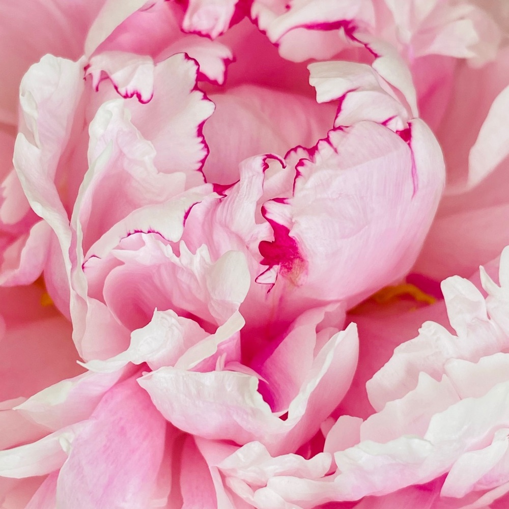 Meet your Posher, Jayne